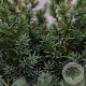 Juniperus chin. 'Blue Alps' 30-40 cm 3,0L