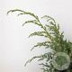 Juniperus chin. 'Blue Alps' 30-40 cm 3,0L