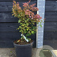 Lagerstroemia i. 'Petite Pink' 50-60 cm 10L
