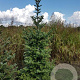 Abies fraseri 30-40 cm wortelgoed 4-jarig verplante zaailin