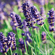Lavandula ang. 'Munstead' GM P9