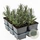 Lavandula ang. 'Munstead' GM P9