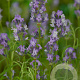 Lavandula ang. 'Munstead' GM P9