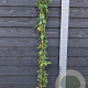 Lonicera acuminata 150-175 cm vierkant rond 5,5L