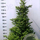 Abies koreana 20-30 cm wortelgoed 4-jarig verplante zaailin