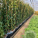 Lonicera henryi 'Copper Beauty' 125-150 cm 3,0L