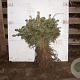 Abies nordmanniana 20-30 cm wortelgoed 4-jarig verplante zaailin