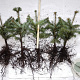 Abies nordmanniana 20-30 cm wortelgoed 2/2