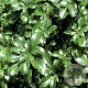 Pachysandra term. 'Green Sheen' GM P9