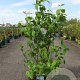 Philadelphus coronarius 80-100 cm 10L