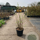 Philadelphus 'Natchez' 60-80 cm 15L solitair