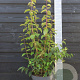 Philadelphus 'Starbright' 80-100 cm 10L