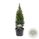 Picea gl. Perfecta 40-50 cm 3,0L