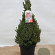 Picea gl. Perfecta 40-50 cm 3,0L