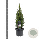 Picea gl. Perfecta 40-50 cm 3,0L