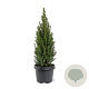 Picea gl. Perfecta 40-50 cm 3,0L