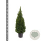 Picea gl. Perfecta 80-100 cm 7,5L