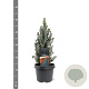 Picea gl. 'Sander's Blue' 30-40 cm 3,0L