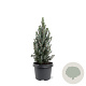 Picea gl. 'Sander's Blue' 30-40 cm 3,0L