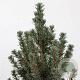 Picea gl. 'Sander's Blue' 30-40 cm 3,0L