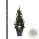 Picea gl. 'Sander's Blue' 50-60 cm 3,0L