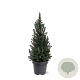 Picea gl. 'Sander's Blue' 50-60 cm 3,0L