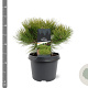 Pinus dens. 'Low Glow' 25-30 cm 3,5L
