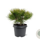 Pinus dens. 'Low Glow' 25-30 cm 3,5L