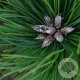 Pinus dens. 'Low Glow' 25-30 cm 3,5L