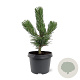 Pinus nigra 'Oregon Green' 20-25 cm 3,0L