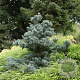 Pinus parv. 'Negishi' 25-30 cm 3,5L