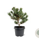 Pinus parv. 'Negishi' 25-30 cm 3,5L