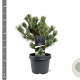 Pinus parv. 'Negishi' 25-30 cm 3,5L