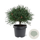Pinus sylv. 'Chantry Blue' 25-30 cm 3,5L