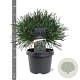 Pinus sylv. 'Chantry Blue' 25-30 cm 3,5L