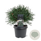 Pinus sylv. 'Chantry Blue' 25-30 cm 3,5L