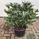 Rhododendron pont. 'Roseum' 50-60 cm 20L