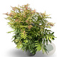 Sorbaria sorbif. 'Sem' 40-60 cm 20L