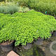 Spiraea jap. 'Little Princess' 25-30 cm 5,0L
