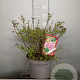 Spiraea jap. 'Little Princess' 30-40 cm 7,5L