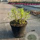 Spiraea jap. 'Little Princess' 30-40 cm 7,5L