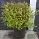 Spiraea jap. 'Little Princess' 40-50 cm 7,5L