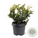 Taxus b. 'Summergold' 25-30 cm 3,5L