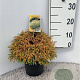 Thuja occ. 'Golden Tuffet' 25-30 cm 3,5L