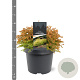 Thuja occ. 'Golden Tuffet' 25-30 cm 3,5L