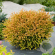 Thuja occ. 'Golden Tuffet' 25-30 cm 3,5L
