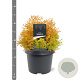 Thuja occ. 'Rheingold' 25-30 cm 3,5L