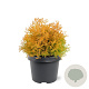 Thuja occ. 'Rheingold' 25-30 cm 3,5L