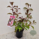 Viburnum bodn. 'Dawn' 60-80 cm 2,0L