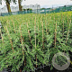 Cupressocyparis leylandii 80-100 cm 3,0L